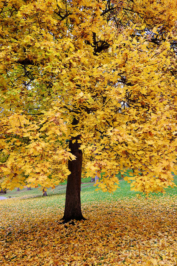 Autumn Golden Tree Vertical Photograph by Carol Groenen