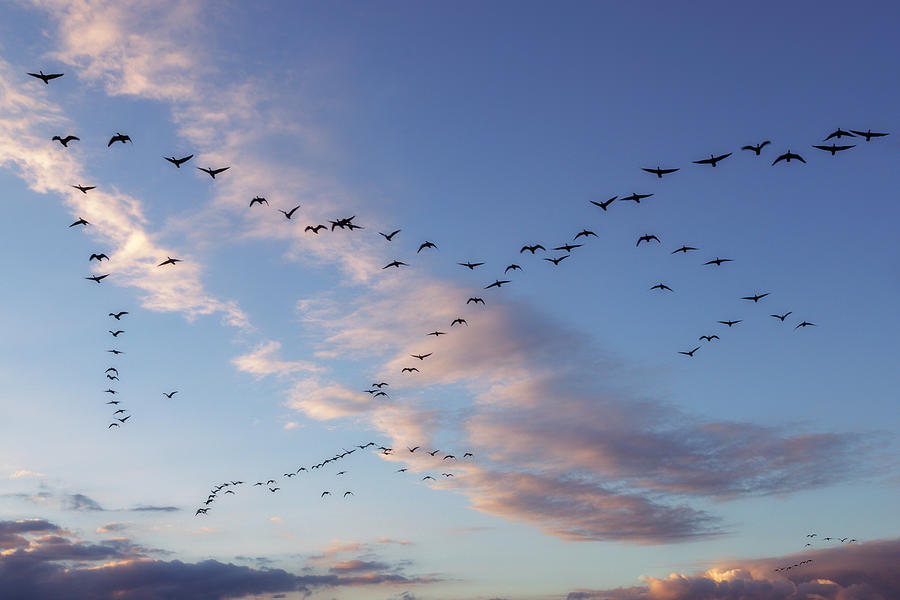Autumn goose migration Photograph by Murray Rudd