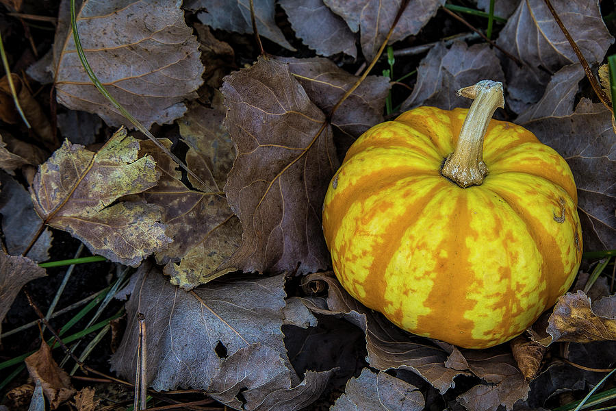 Autumn Gourd Photograph by Steve Sullivan