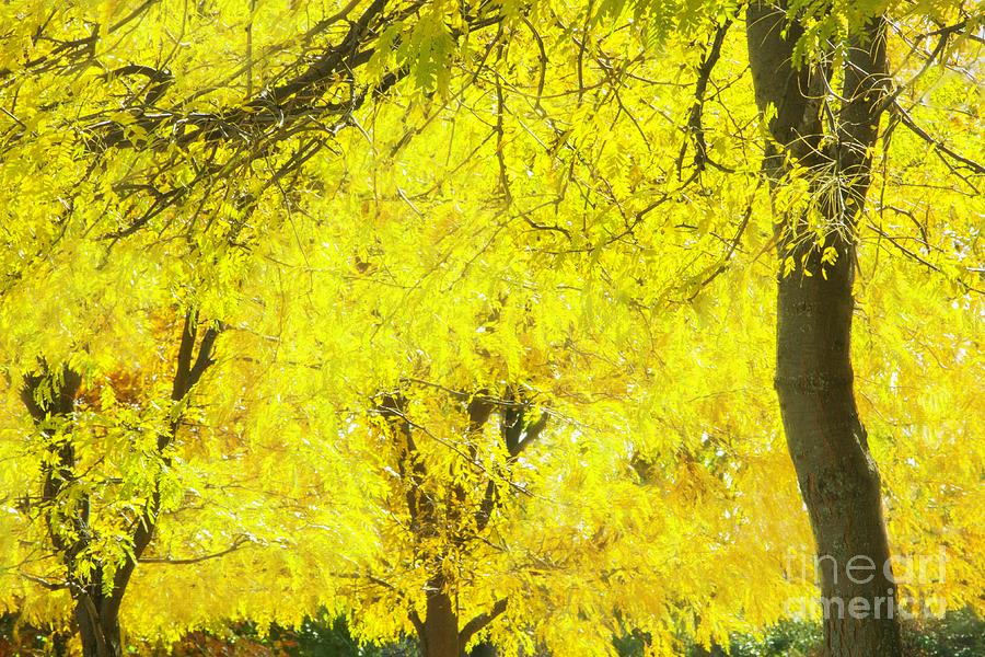 Autumn Graces Photograph by Marilyn Cornwell Autumn Graces Photograph by Marilyn Cornwell