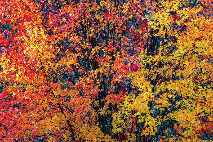 Autumn Gradient Photograph by Darren White