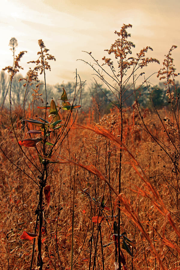 Autumn Grass Photograph by Carolyn Stagger Cokley
