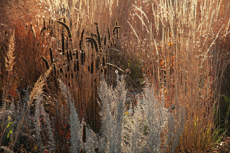 Autumn Grass Mixed Border 10 Photograph by Jenny Rainbow