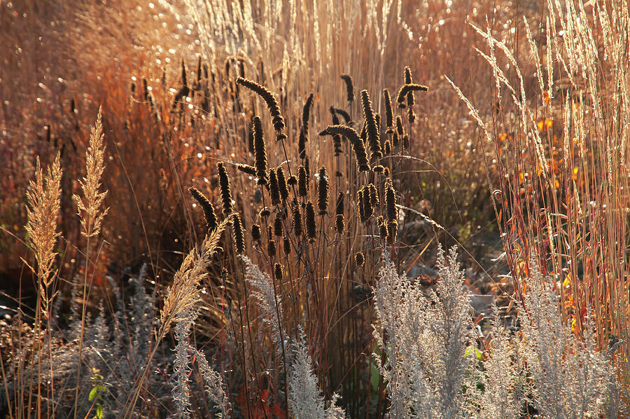 Autumn Grass Mixed Border 11 Photograph by Jenny Rainbow