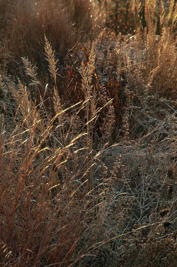 Autumn Grass Mixed Border 12 Photograph by Jenny Rainbow