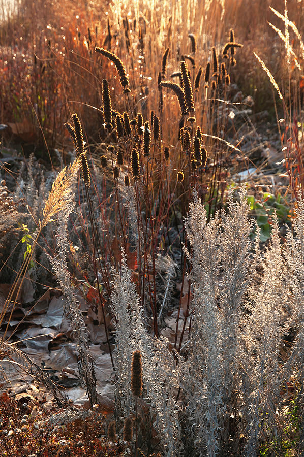 Autumn Grass Mixed Border 3 Photograph by Jenny Rainbow