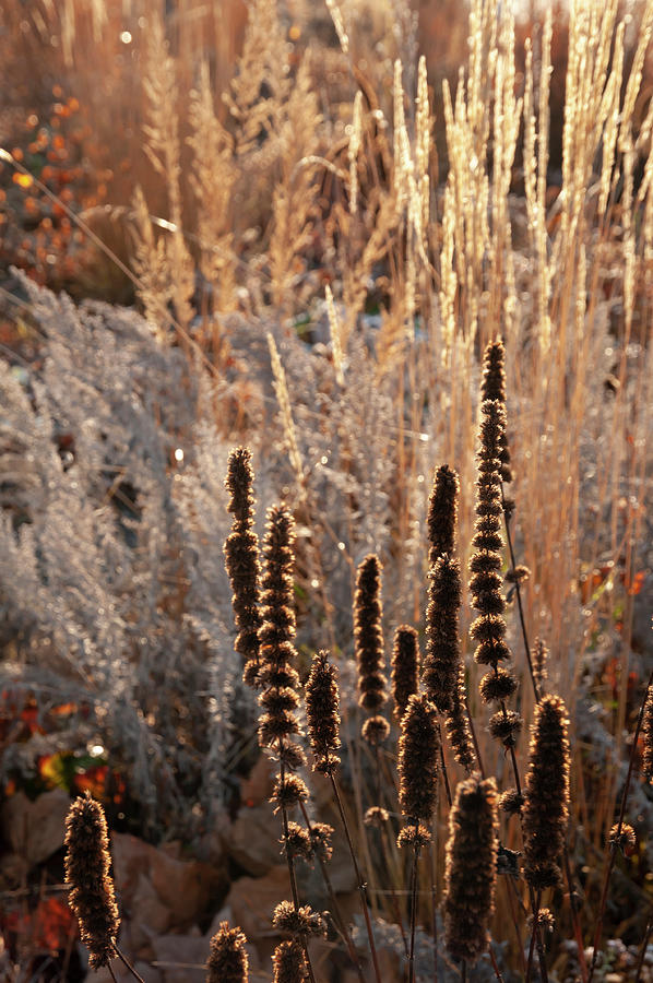 Autumn Grass Mixed Border 4 Photograph by Jenny Rainbow