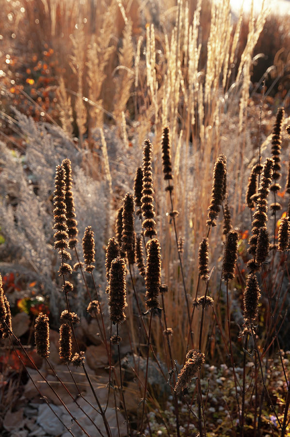 Autumn Grass Mixed Border 5 Photograph by Jenny Rainbow