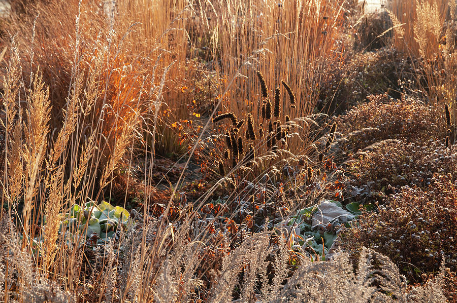 Autumn Grass Mixed Border 7 Photograph by Jenny Rainbow