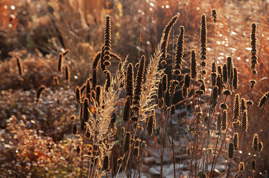 Autumn Grass Mixed Border 8 Photograph by Jenny Rainbow
