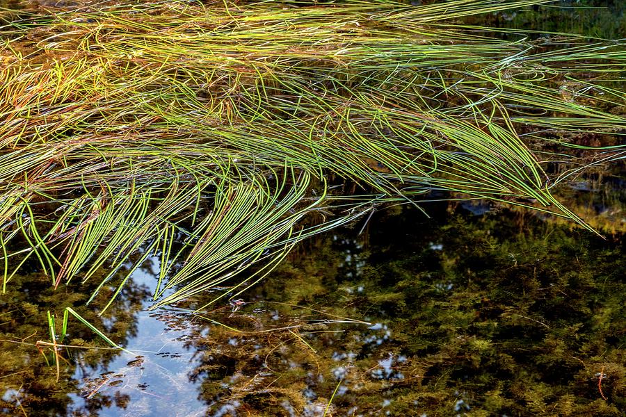 Autumn Grass Over Clear Water Photograph by Jerry Sodorff