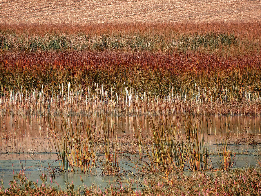 Autumn Grasses at the Marsh Photograph by Patti Deters