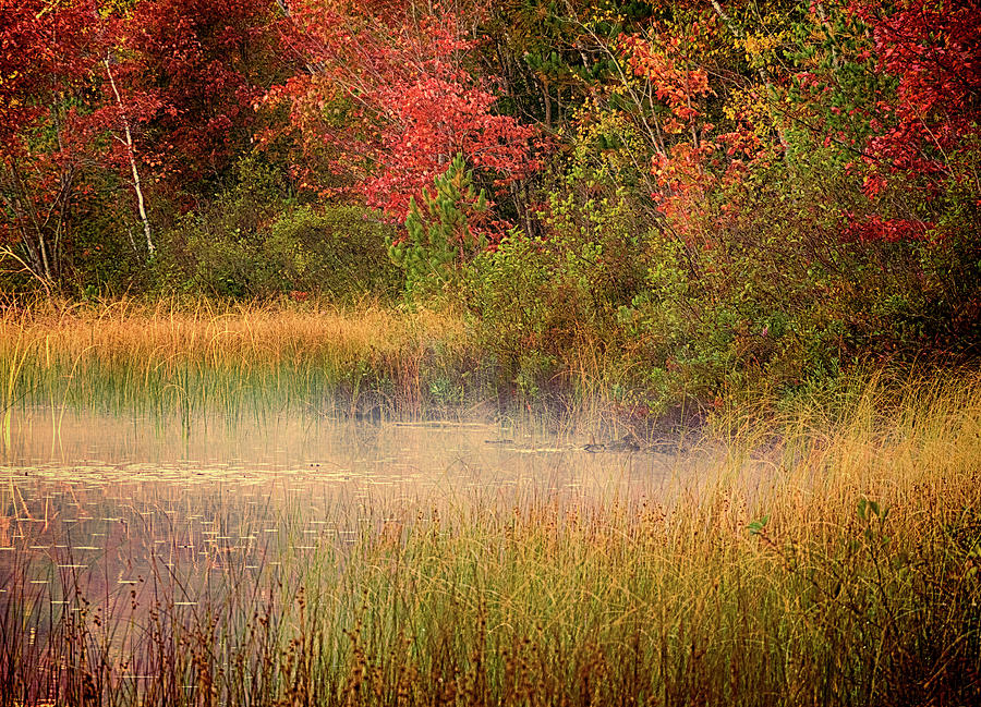 Autumn Grasses Photograph by Eggers Photography