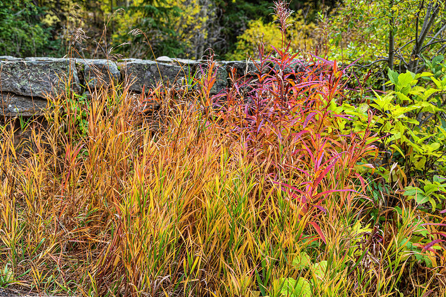 Autumn Grasses Photograph by Lorraine Baum