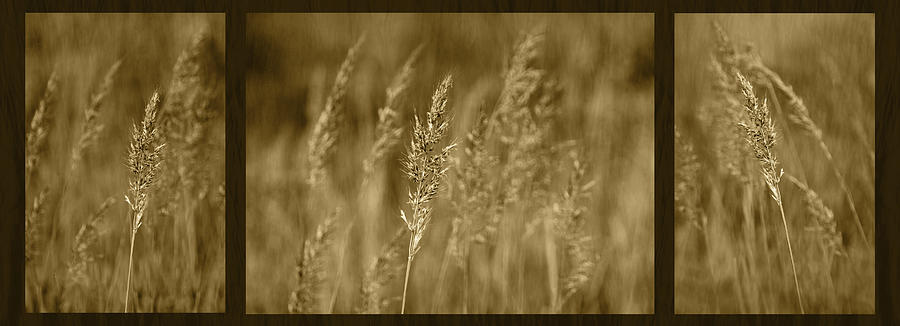 Autumn Grasses - Triptych Photograph by Nikolyn McDonald