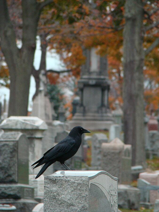 Autumn Graveyard Crow Photograph by Gothicrow Images - Fine Art America