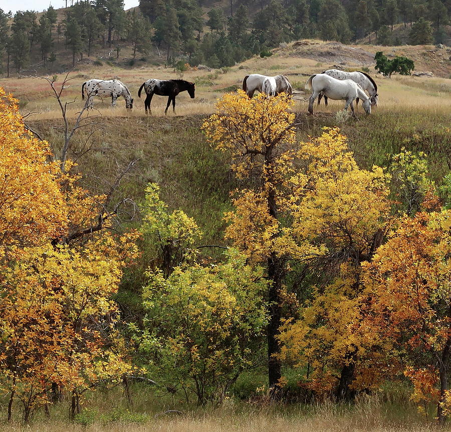 Autumn Grazing in Eastern Montana Photograph by Katie Keenan