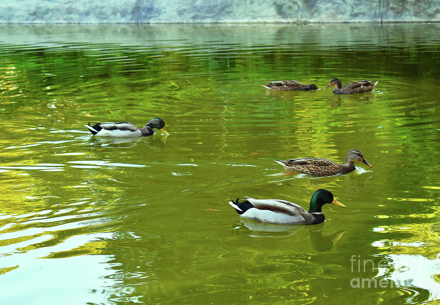 Autumn Harmony of Ducks Lake Photograph by Leonida Arte