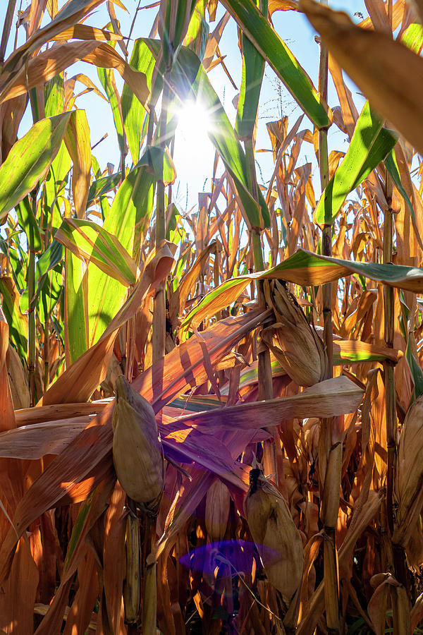 Autumn Harvest of Corn  Photograph by Sandra Js