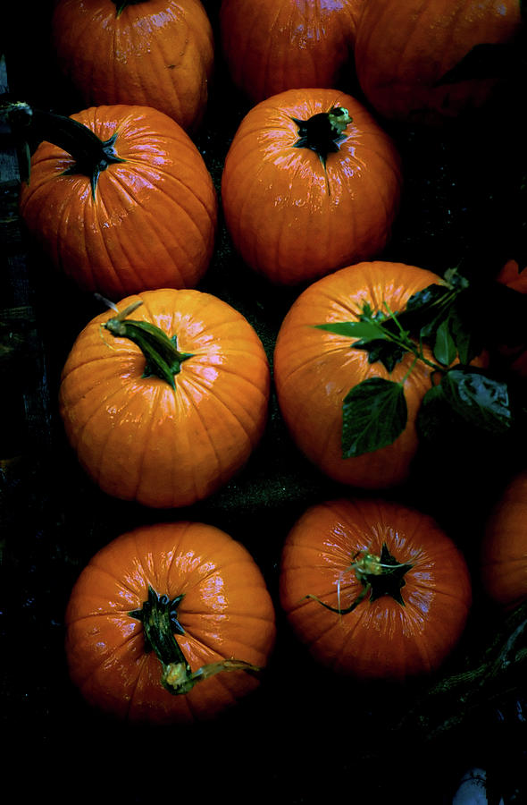 Autumn harvest, rainy day Photograph by Bill Jonscher