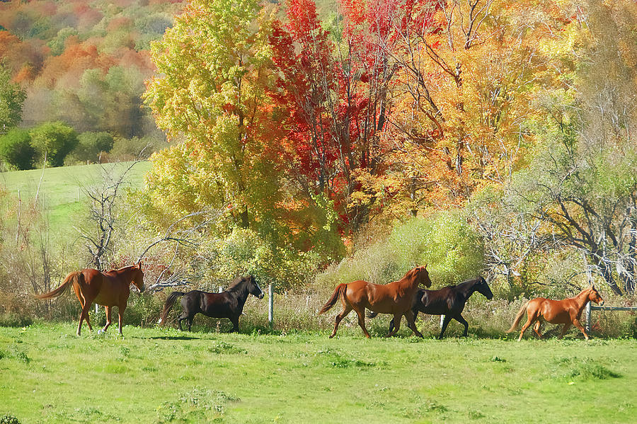 Autumn Herd Photograph by Sandra Silva