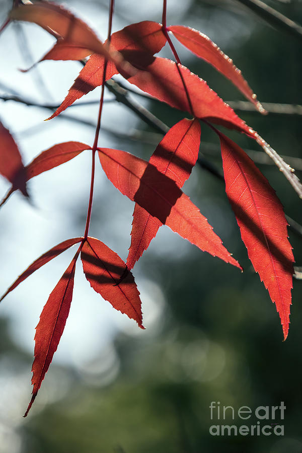 Autumn Highlights and Shadows by Elaine Teague Autumn Highlights and Shadows by Elaine Teague