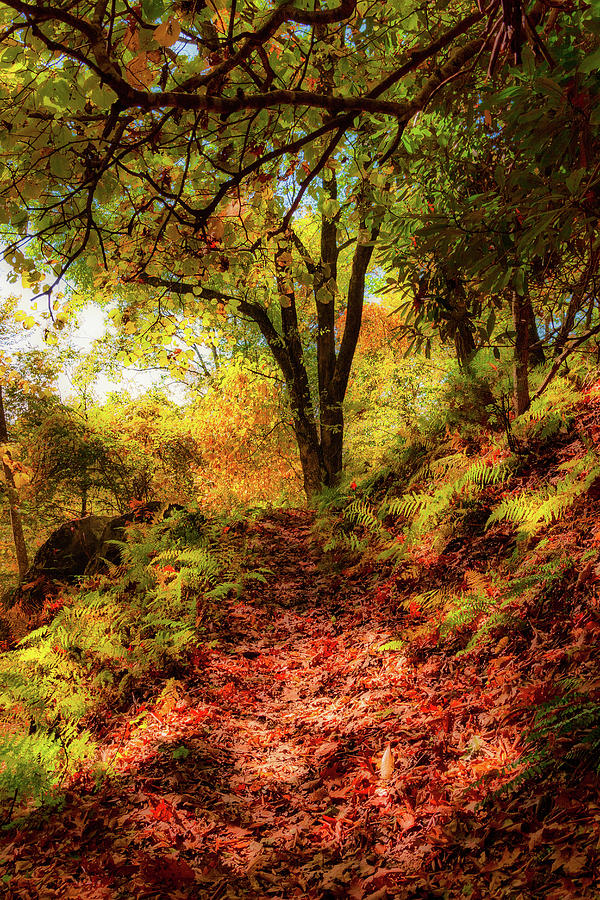 Autumn Hike Into Shadows fx Photograph by Dan Carmichael