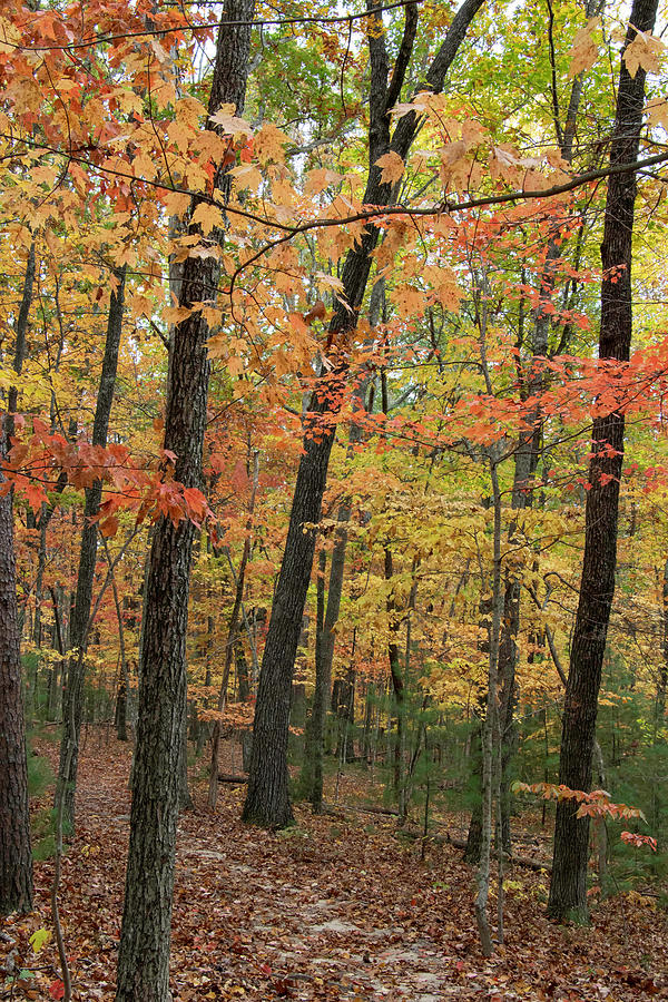 Autumn Hiking on the Cumberland Plateau Photograph by Cascade Colors