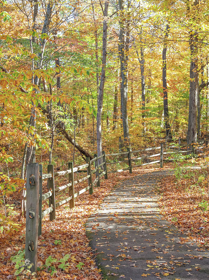 Autumn Hiking Path Photograph by Dan Sproul