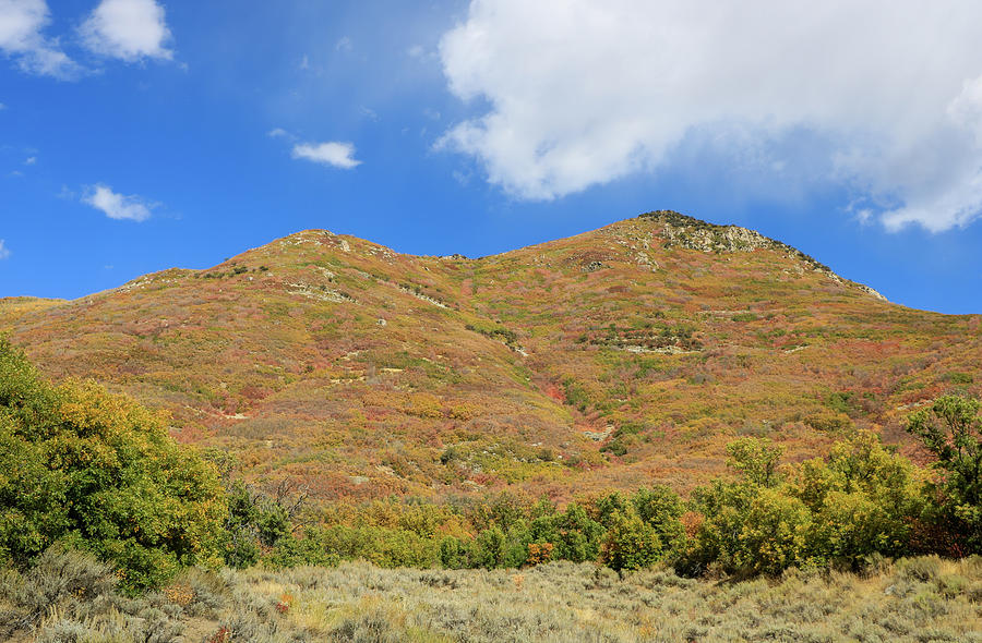 Autumn Hill in Pine Canyon Photograph by Dawn Richards