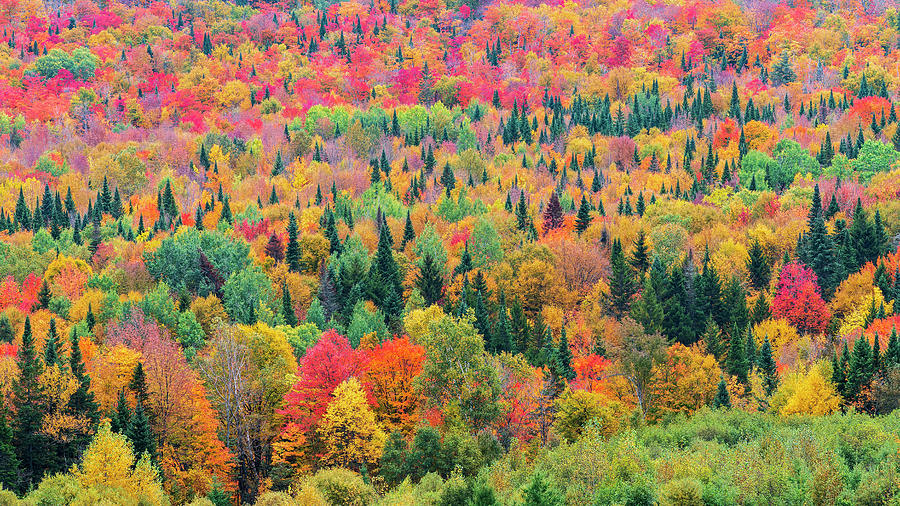 Autumn Hillside Color 2 Photograph by Alan L Graham