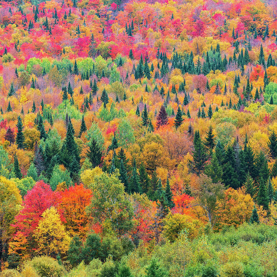 Autumn Hillside Color 2 Square Photograph by Alan L Graham