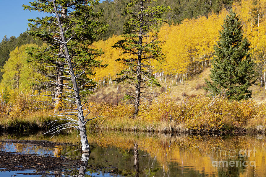Fall Photograph - Autumn Hillside on Anne-Marie Falls Trail by Steven Krull
