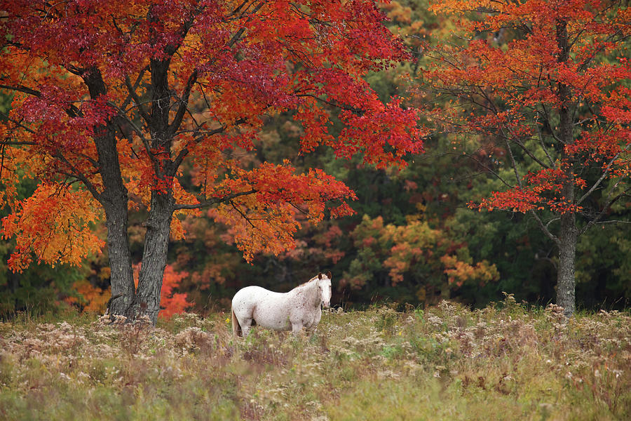 Autumn Horse Photograph by Brook Burling