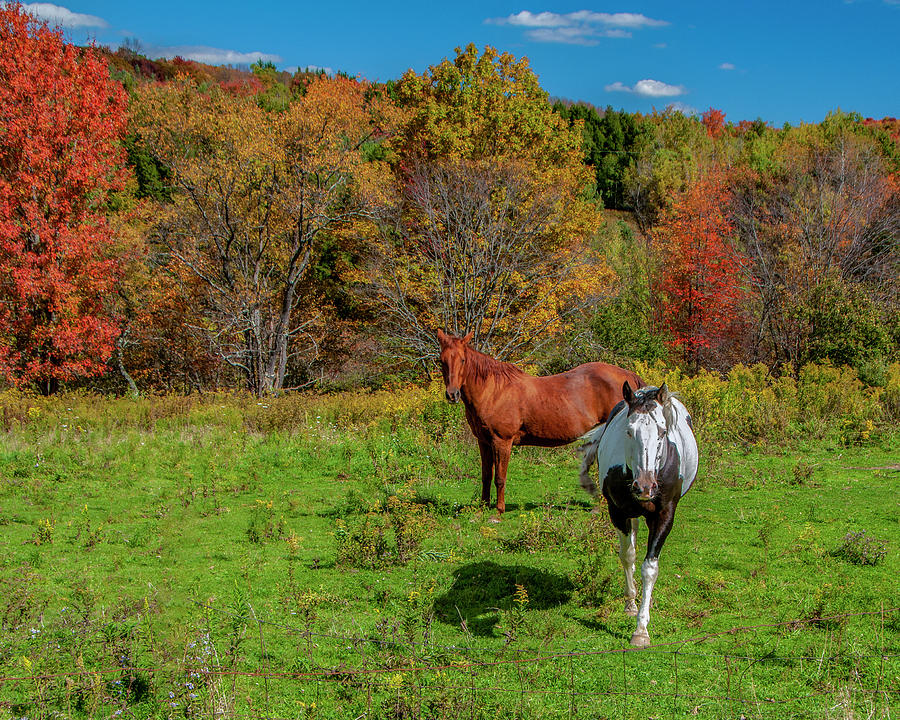 Autumn Horses Photograph by Cathy Kovarik