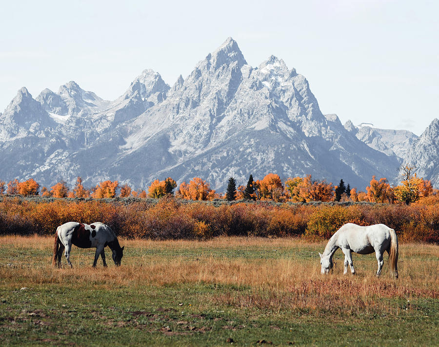 Autumn Horses Grand Teton Photograph by Dan Sproul