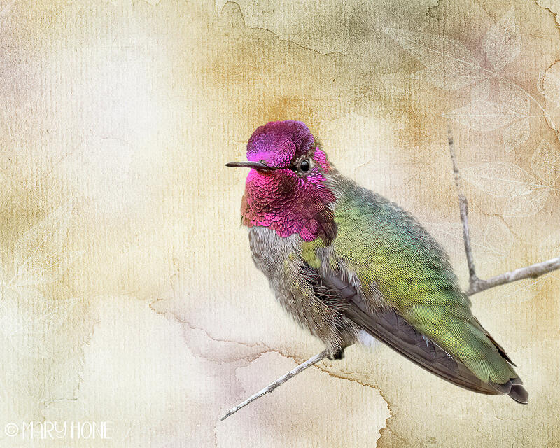 Autumn Hummer Photograph by Mary Hone