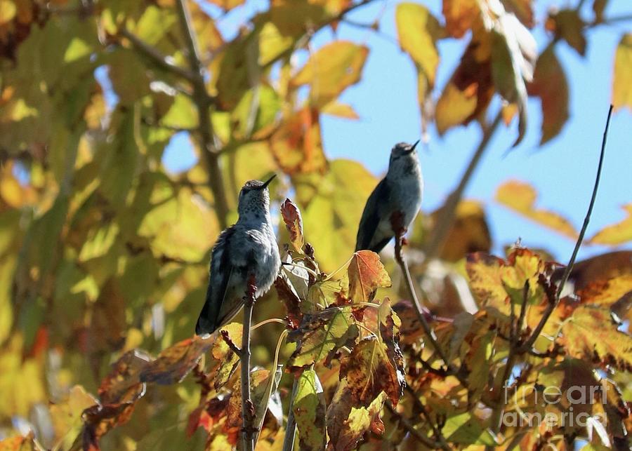 Autumn Hummingbird Pair Photograph by Carol Groenen