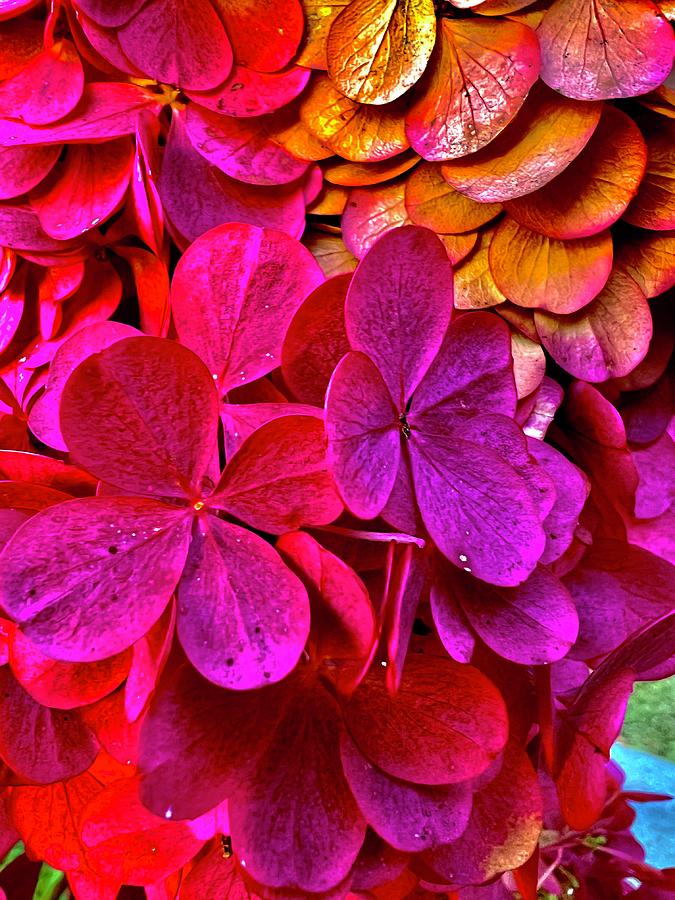 Autumn Hydrangea Photograph by Keri LaGrave Autumn Hydrangea Photograph by Keri LaGrave