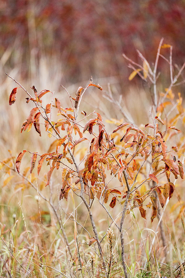 Autumn Illusion Photograph by Iris Greenwell