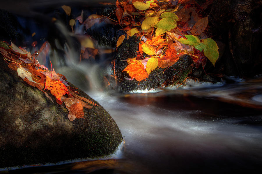 Autumn img 5833 Photograph by Greg Hartford