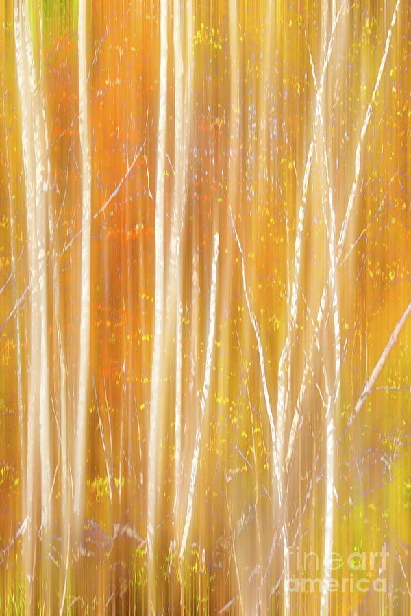Autumn Impression Silver Birch and Maple Photograph by Charline Xia