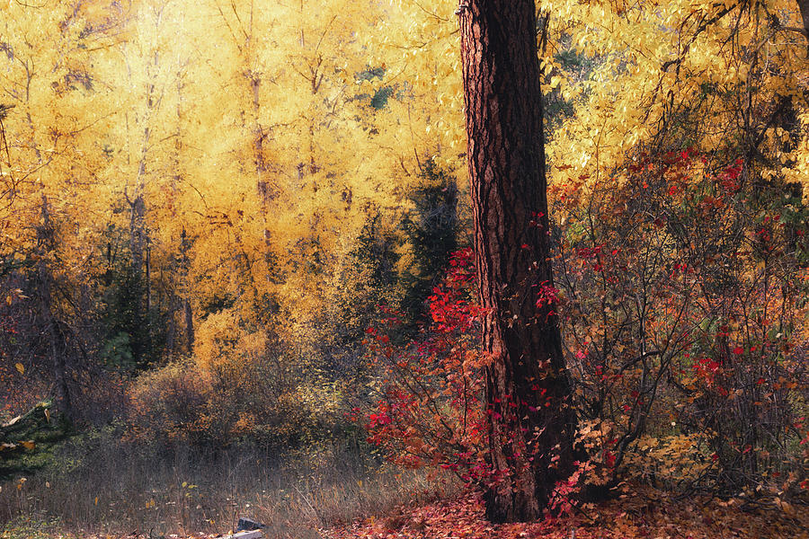 Autumn Impressions Photograph by Jason Roberts