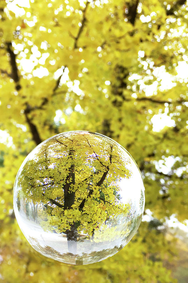 Autumn in a Crystal Ball Photograph by Patty Colabuono