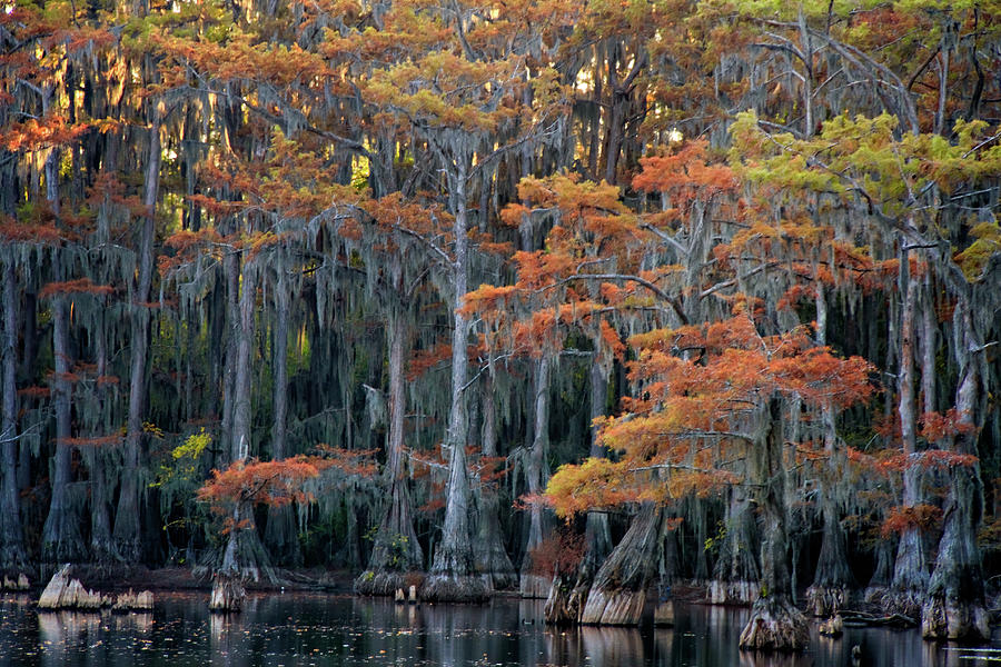 Autumn in a Cypress Forest Photograph by Lana Trussell