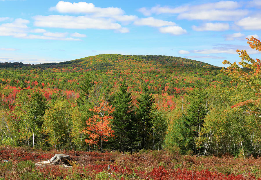 Autumn In Acadia Photograph by Dan Sproul