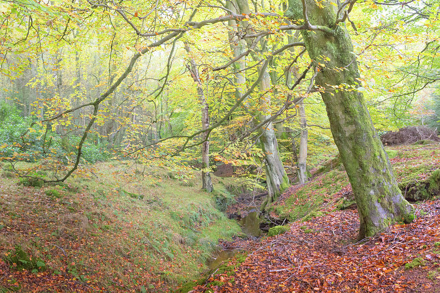 Autumn in an English Beech Tree Wood Photograph by Anita Nicholson