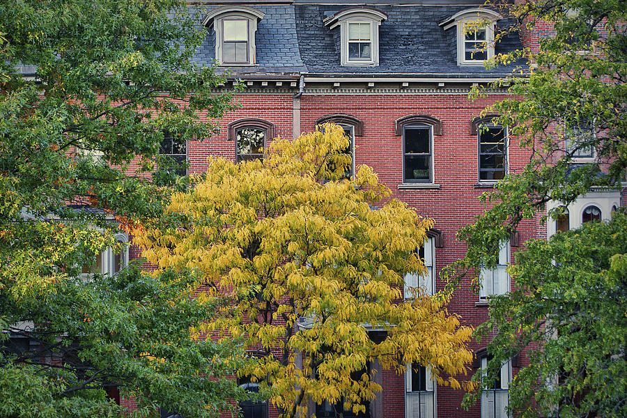 Autumn in Boston - Massachusetts Photograph by Nikolyn McDonald