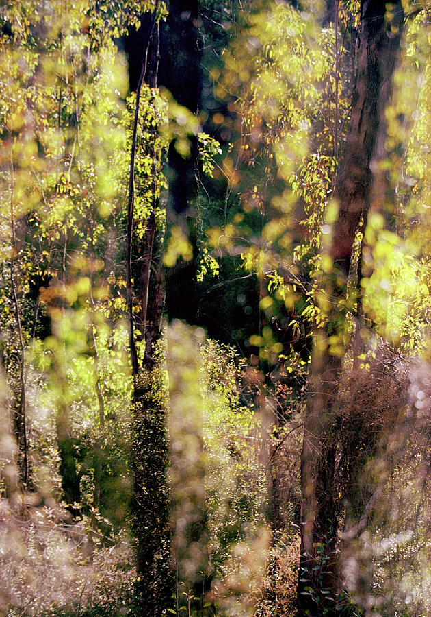 Autumn in Britain Park Photograph by Dubi Roman