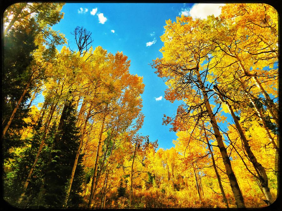 Autumn in Colorado Photograph by Anne Thurston